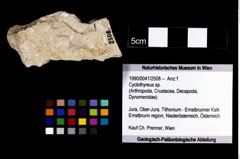 Foto (Objekt + Etikett) von Cyclothyreus sp.  (NHMW-GEO-1990-0041-2508)